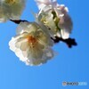 初冬の桜。