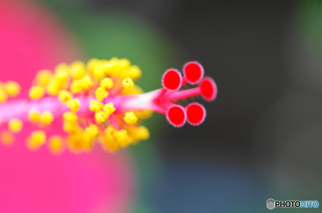 ベランダの花ー２