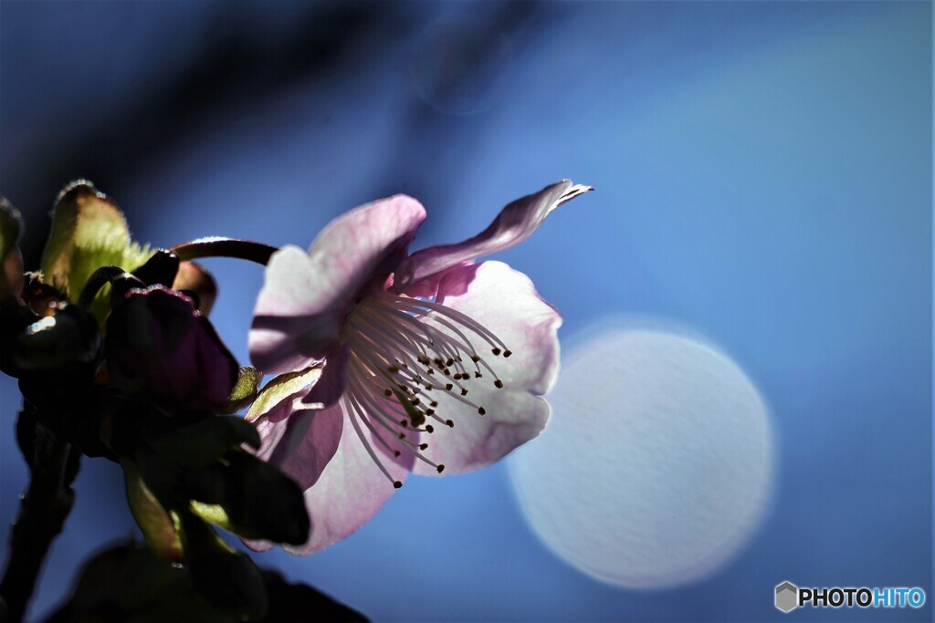 桜が見る、、、。