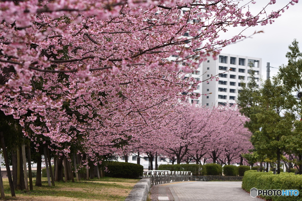 弥生花ー33