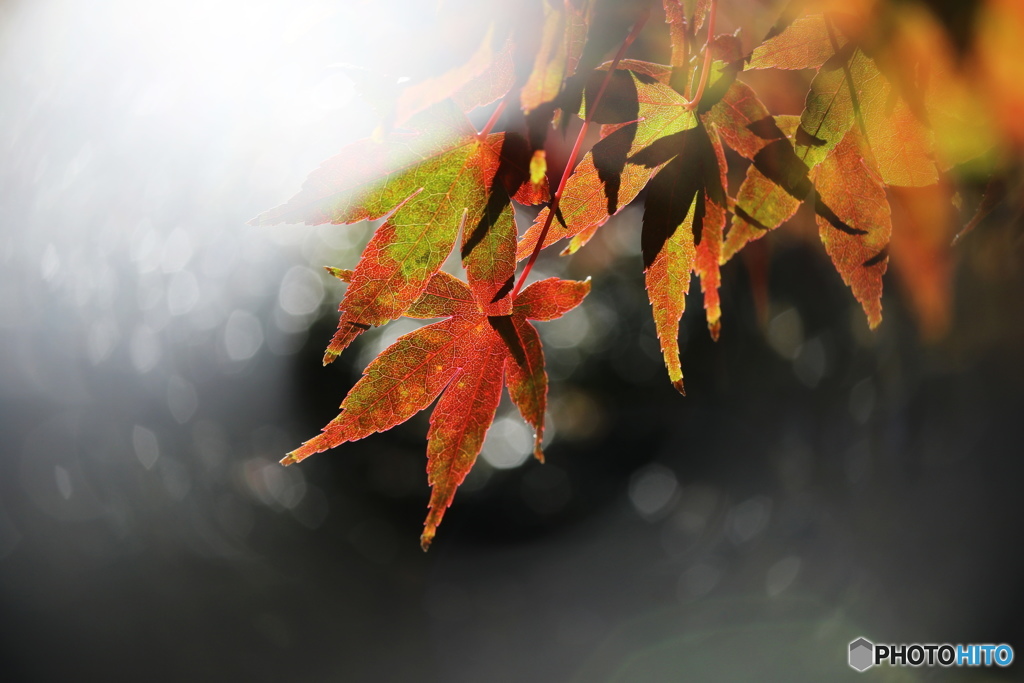 秋の輝き－②