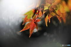 秋の輝き－②