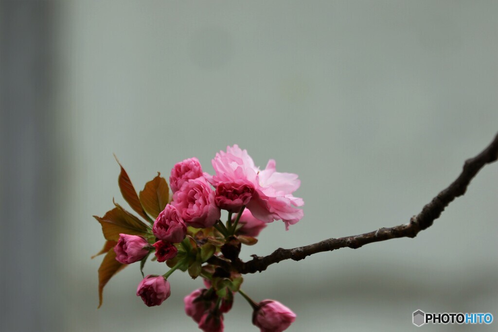 八重桜便り～ⅹ