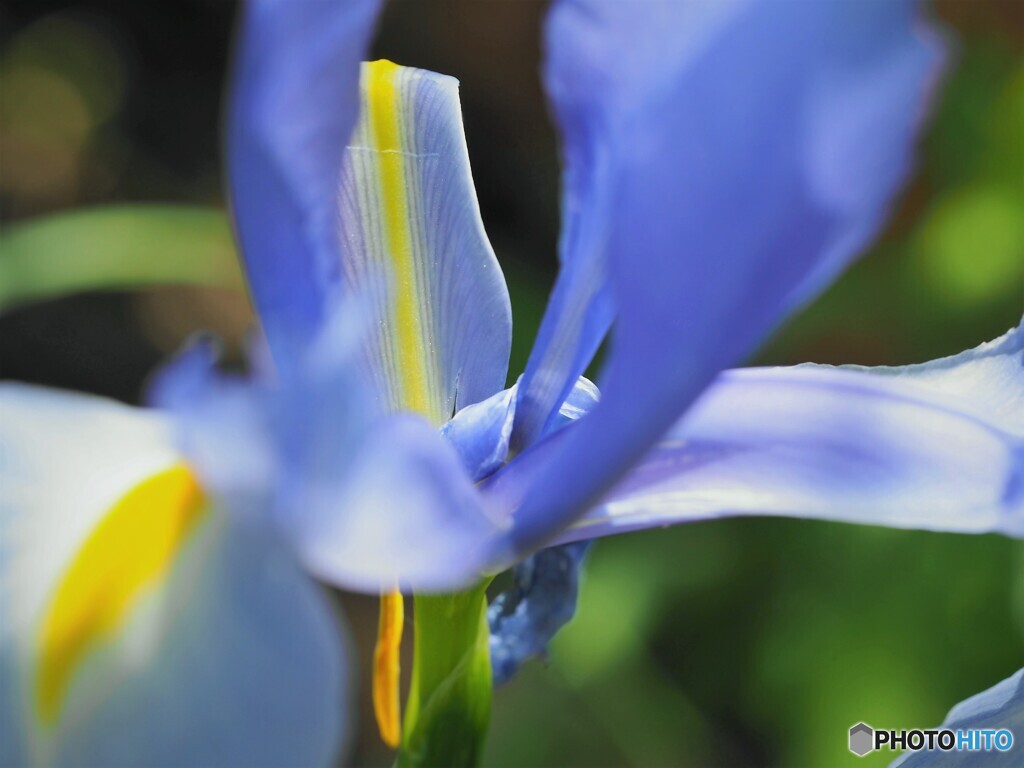 伝令