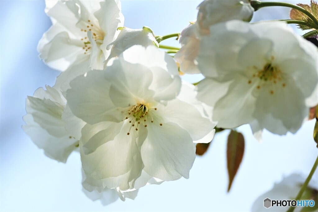 汐入八重桜 朱雀