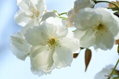 汐入八重桜 朱雀