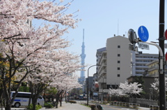 ２７年春満開ー７