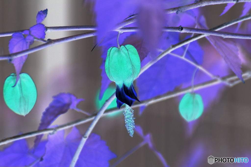 冬の変化花ー１
