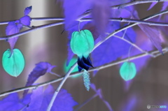冬の変化花ー１
