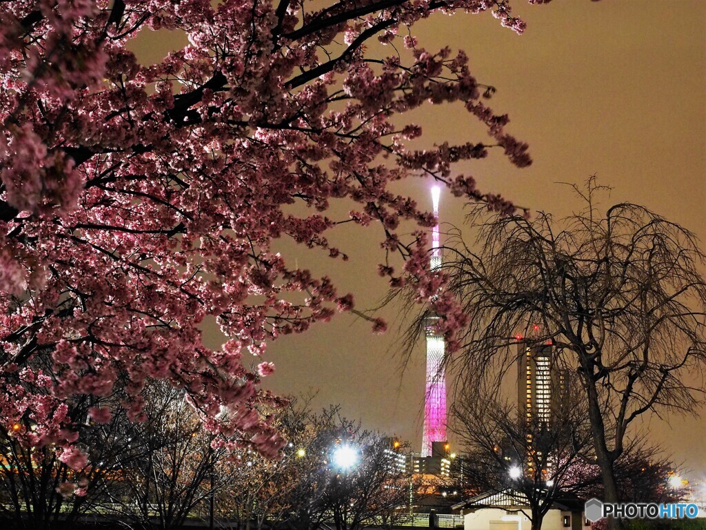 オオカン夜桜～ⅱ