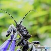 ゴマダラカミキリ