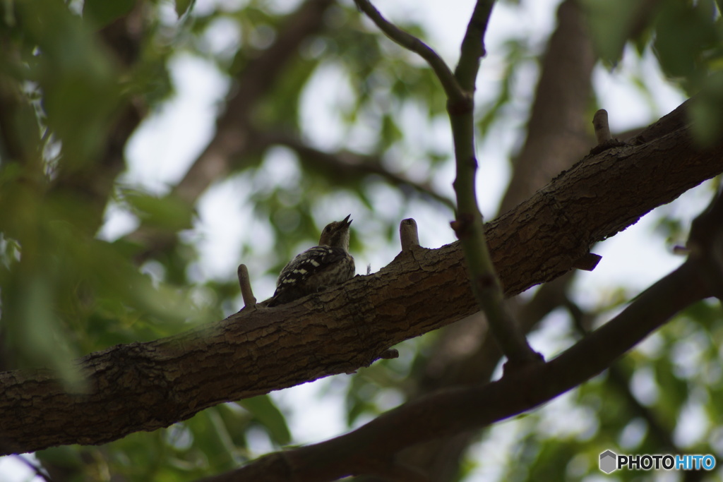 コゲラ、、、？？