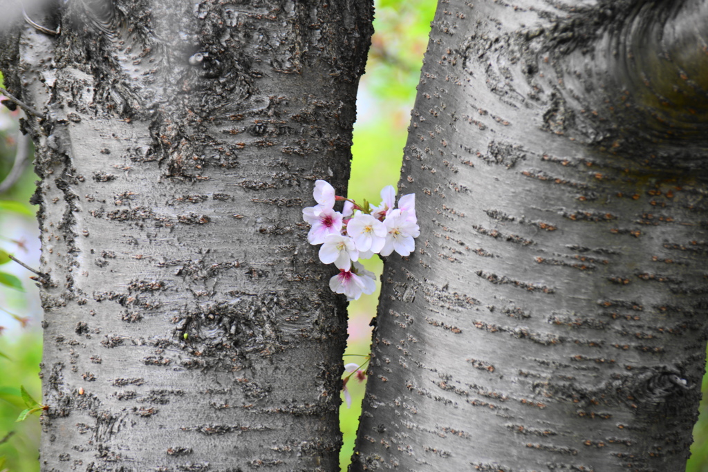 卯月花ー５
