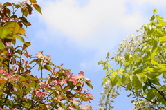花水木と青空と白藤