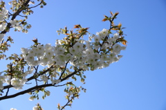 桜いろいろー１３