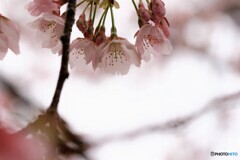 3年前の大寒桜