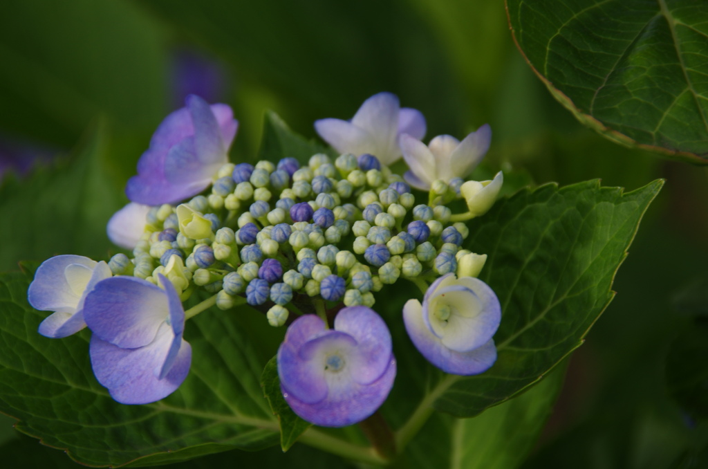 雨上がり紫陽花－３