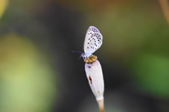 ヤマトシジミチョウー３