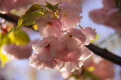 桜いろいろー７