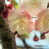 令和泰山府君咲くラ～ⅱ