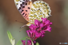 ツマグロヒョウモンの舞－18