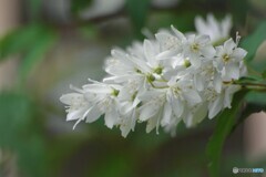 空木の花