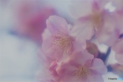 望春ーⅱ