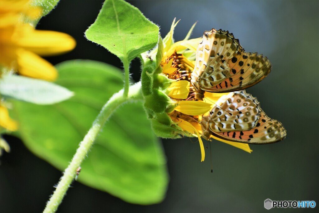 夏を惜しむ、、、。