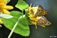 夏を惜しむ、、、。