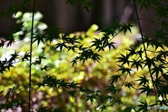 ボチボチ秋色、、、。