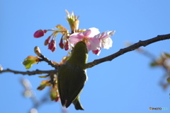 主役は桜