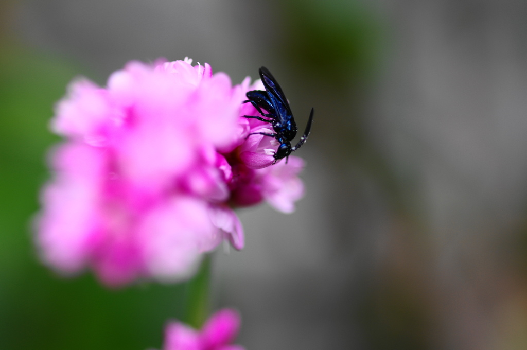秋花と蜂ーA