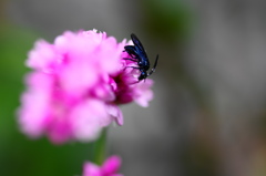 秋花と蜂ーA
