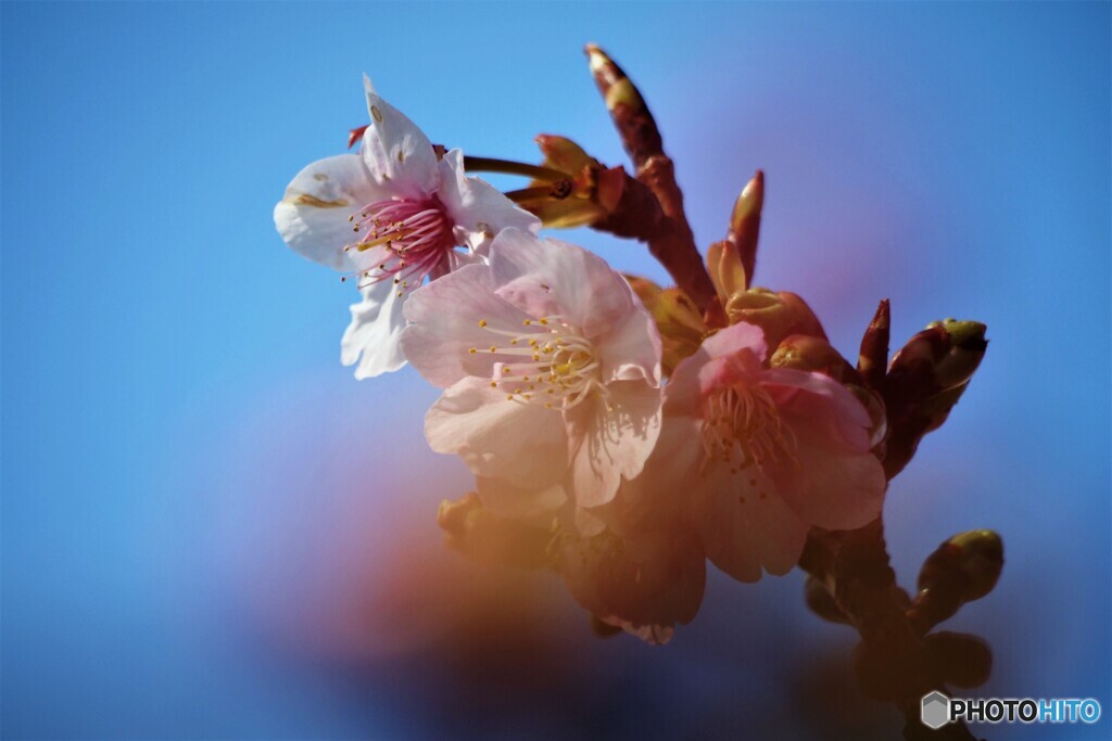 ２０２１桜だより～ⅱ