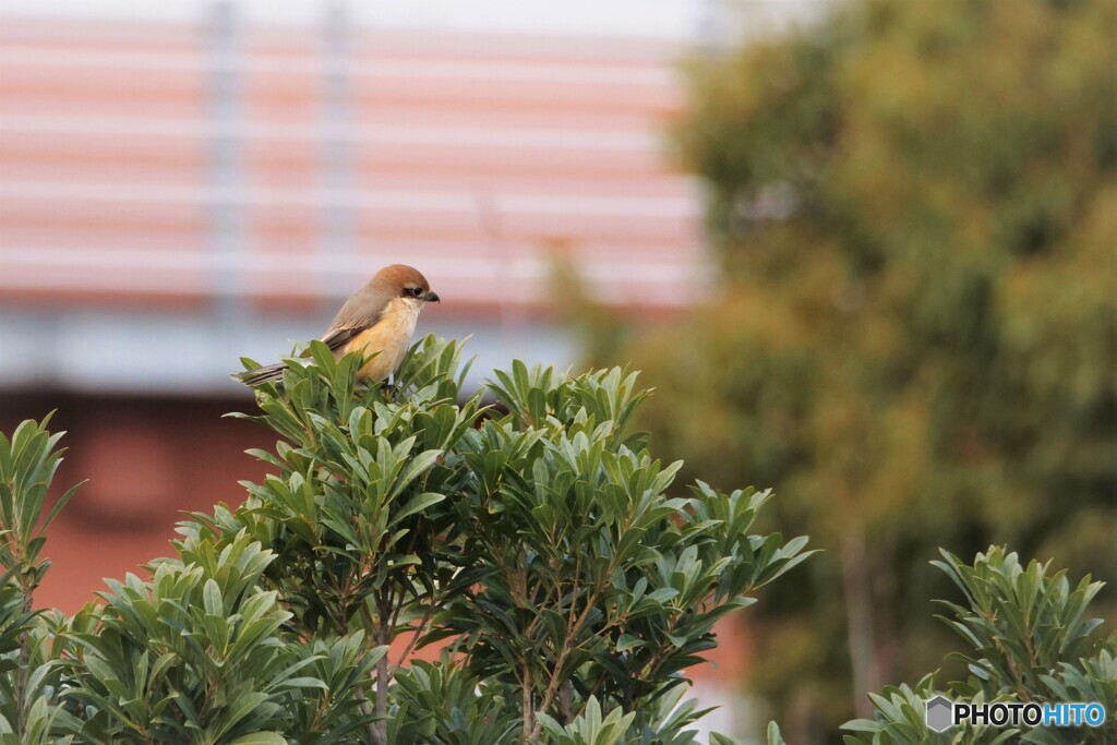 その後の百舌鳥
