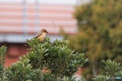 その後の百舌鳥