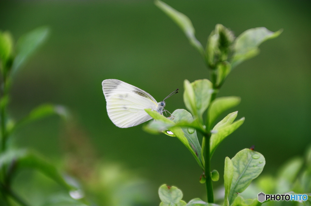 モンシロチョウの舞ー２
