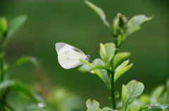 モンシロチョウの舞ー２