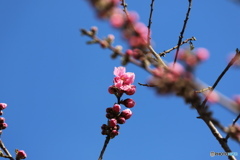 桃の節句