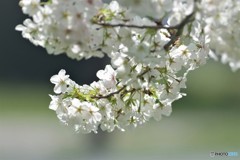 オオシマ咲くら～ⅱ