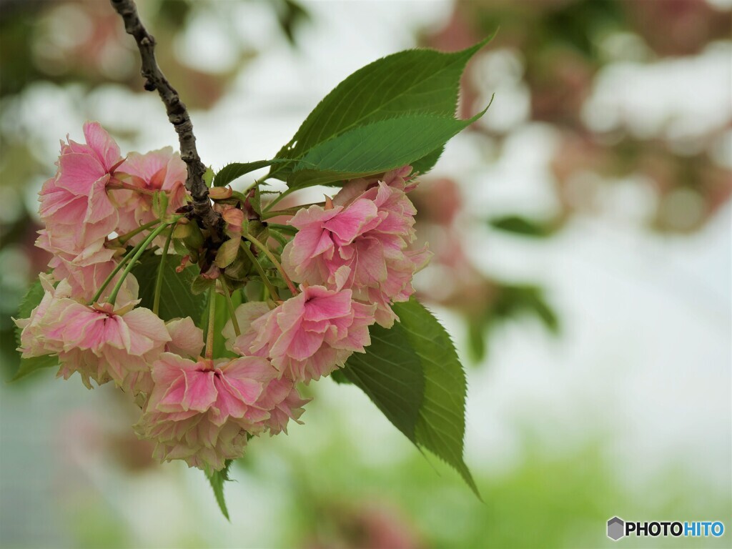 化粧桜～ⅰ