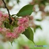化粧桜～ⅰ