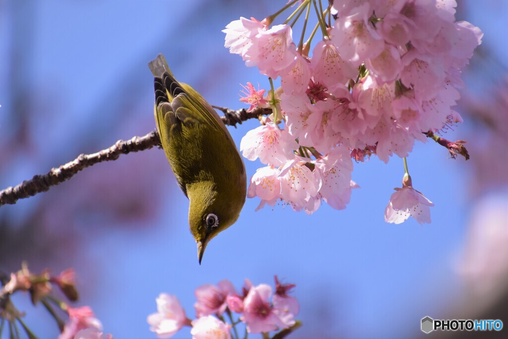 3年前の大寒桜とメジロ～ⅲ