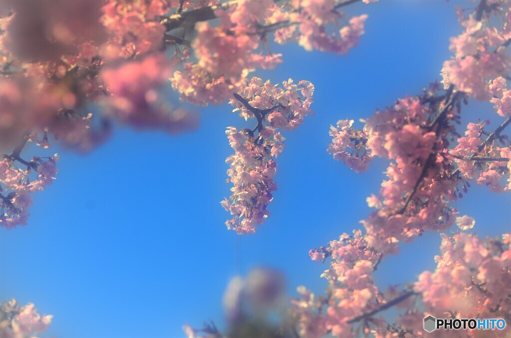 5年前の汐入の河津桜～ⅱ