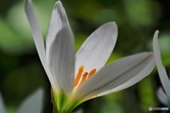 繊細なこころ 。