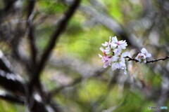 恩賜上野公園の十月桜