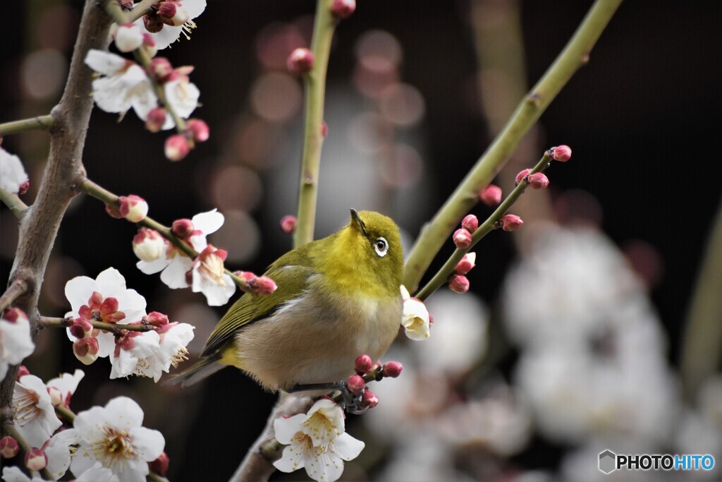梅に魅せられて～ⅱ