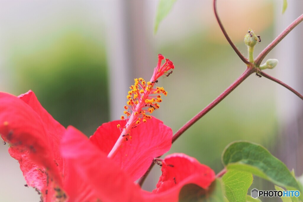 自粛花～ⅱ