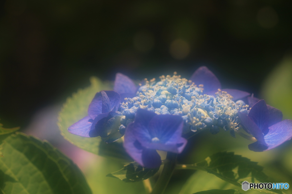 霞の紫陽花－Ⅱ