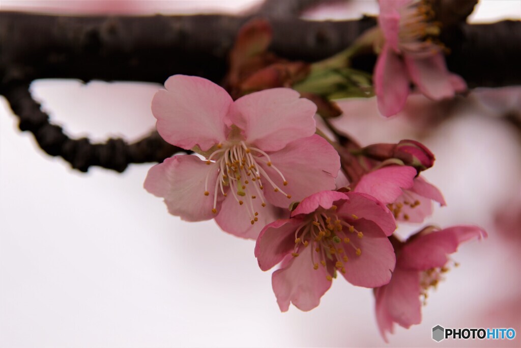 ７年前に咲く河津桜～ⅰ